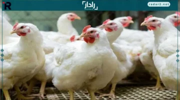 أسعار الفراخ في البورصة اليوم الأحد 19 أكتوبر تتصدر المشهد